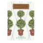 Preview: English Ivy - Round Topiary von Fresh Scents Duftsachet Large – langanhaltender Raumduft für Zuhause & unterwegs