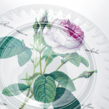 Kuchenteller 21cm mit der Redoute-Rose von Roy Kirkham