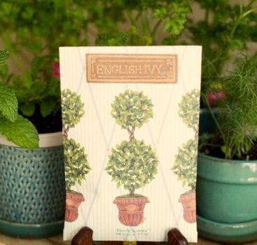 Preview: English Ivy - Round Topiary von Fresh Scents Duftsachet Large – langanhaltender Raumduft für Zuhause & unterwegs