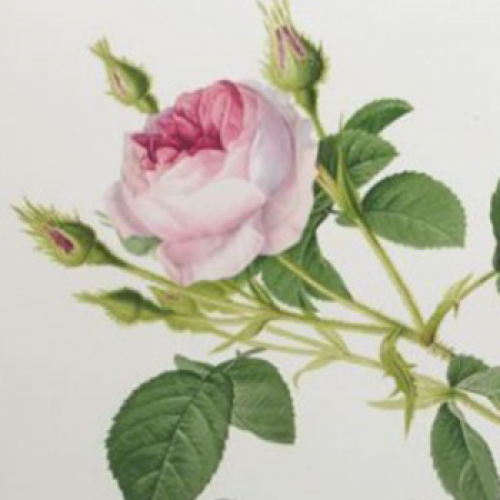 Herz Porzellanschale 13cm Redoute Rose Roy Kirkham