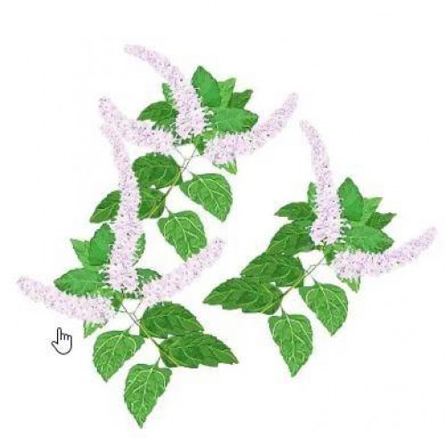 Duschgel Patchouli des Orients 200ml von Durance