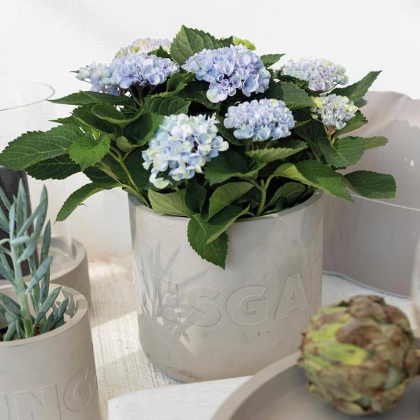 Betonübertopf Paradiesgarten 22x21,5cm Räder Design